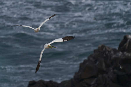 Gannet (Morus bassanus) carrying nesting material returning to the breeding colony on Great Saltee Island off the coast of Ireland.の写真素材