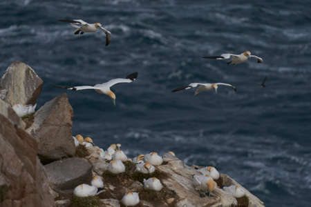 Gannet (Morus bassanus) coming in to land at a gannet colony on Great Saltee Island off the coast of Ireland.の写真素材