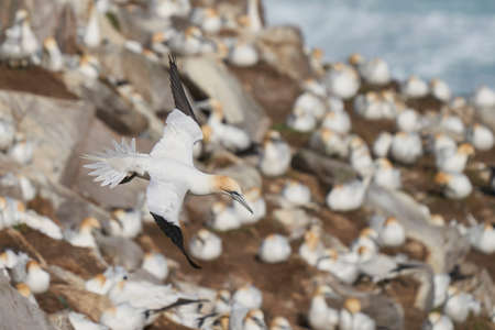 Gannet (Morus bassanus) coming in to land at a gannet colony on Great Saltee Island off the coast of Ireland.の写真素材