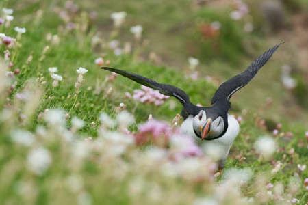 Atlantic puffin (Fratercula arctica) in spring on a cliff on Great Saltee Island off the coast of Ireland.の写真素材