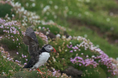 Atlantic puffin (Fratercula arctica) taking off from a cliff on Great Saltee Island off the coast of Ireland.の写真素材