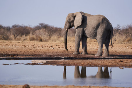 Large male African Elephant (Loxodonta africana) at a waterhole in Etosha National Park, Namibiaの写真素材