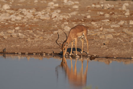 Black-faced Impala (Aepyceros melampus petersi) drinking at a waterhole in Etosha National Park, Namibiaの写真素材