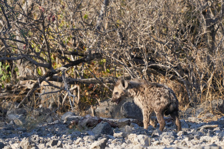 Family group of Spotted Hyaena (Crocuta crocuta) with young in the bushes of Etosha National Park, Namibiaの写真素材