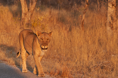Pride of African Lions (Panthera Leo) heading off to hunt as dusk approaches in Etosha National Park, Namibiaの写真素材