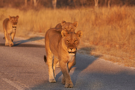 Pride of African Lions (Panthera Leo) heading off to hunt as dusk approaches in Etosha National Park, Namibiaの写真素材