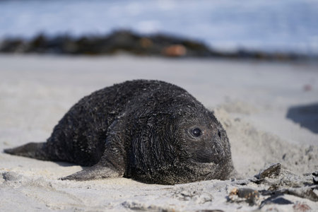 Baby seal on the beach of Helgoland island in Germany.の写真素材