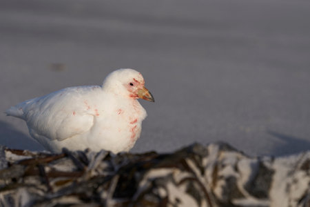 Pale-faced Sheathbill (Chionis albus) on the coast of Sea Lion Island in the Falkland Islands.の写真素材