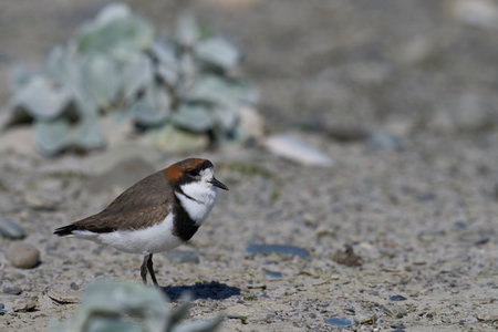 Two-banded Plover (Charadrius falklandicus) foraging amongst flowering Sea Cabbage plants (Senecio candidans) on a sandy beach on Sea Lion Island on the Falkland Islandsの写真素材