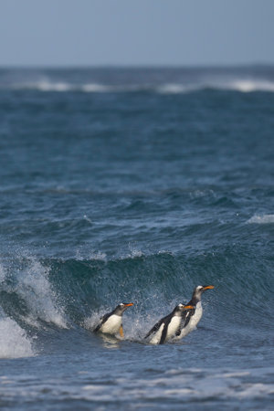 Gentoo Penguins (Pygoscelis papua) coming ashore after feeding at sea on Sea Lion Island in the Falkland Islands.の写真素材