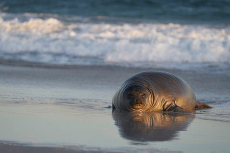 seal on the beach, Helgoland, North Sea, Germanyの写真素材
