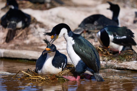 Great cormorant, Phalacrocorax carbo, single bird on nest, South Africaの写真素材