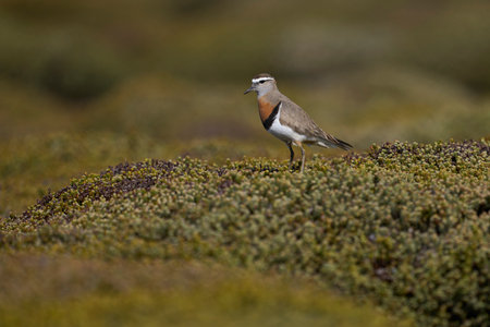 Rufous-chested Dotterel (Charadrius modestus) standing on a low growing shrub on Sea Lion Island in the Falkland Islandsの写真素材