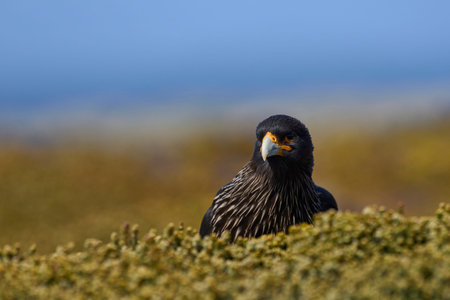 Portrait of a Striated Caracara (Phalcoboenus australis) on Sea Lion Island in the Falkland Islands.