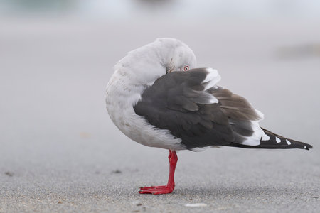 Dolphin Gull (Leucophaeus scoresbii) on the coast of Sea Lion Island in the Falkland Islandsの写真素材