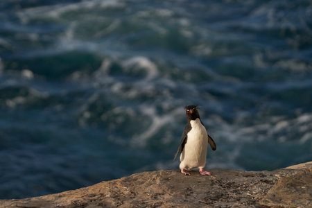 Rockhopper Penguins (Eudyptes chrysocome) coming ashore on the rocky cliffs of Saunders Island in the Falkland Islandsの写真素材
