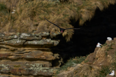 Turkey Vulture (Cathartes aura jota) in flight over Saunders Island in the Falkland Islands.の写真素材