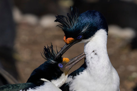 Pair of Imperial Shag (Phalacrocorax atriceps albiventer) engaged in a courtship ritual on the cliffs of Saunders Islands in the Falkland Islands.の写真素材