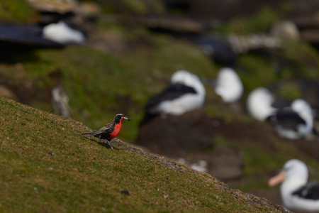 Long-tailed Meadowlark (Sturnella loyca falklandica) feeding on worms on the grassland of Saunders Island in the Falkland Islandsの写真素材