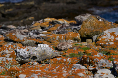 Animal skull on the rocks of the Atlantic Ocean, Galapagos Islandsの写真素材