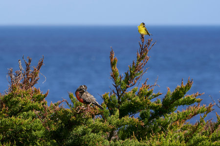 Yellowfinch perched on a tree with the ocean in the backgroundの写真素材