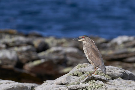 Black-crowned Night-heron (Nycticorax nycticorax falklandicus) on the coast of Carcass Island in the...