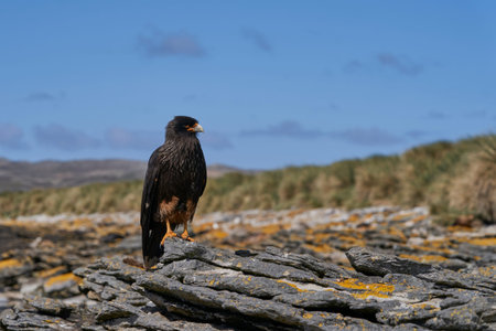 Striated Caracara (Phalcoboenus australis) on the coast of Carcass Island in the Falkland Islands.