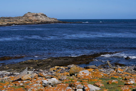 Scenic landscape of Carcass Island in the Falkland Islandsの写真素材