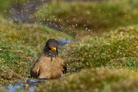 Falkland Thrush (Turdud falcklandii falcklandii) bathing in a small stream on Carcass Island in the Falkland Islandsの写真素材