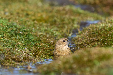 Female Black-throated Finch (Melanodera melanodera melanodera) bathiung in a small stream on Carcass...
