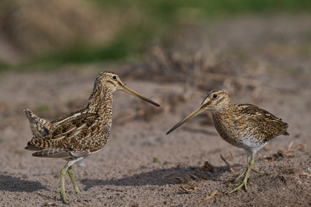 Magellanic Snipe (Gallinago paraguaiae magellanica) interacting during the spring breeding season on Carcass Island in the Falkland Islands.の写真素材