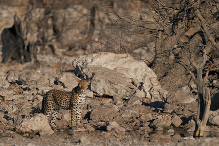 Leopard (Panthera pardus) at a waterhole in Etosha National Park, Namibiaの写真素材