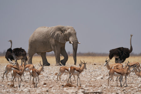 African elephant (Loxodonta africana) approaching a waterhole in Etosha National Park, Namibiaの写真素材
