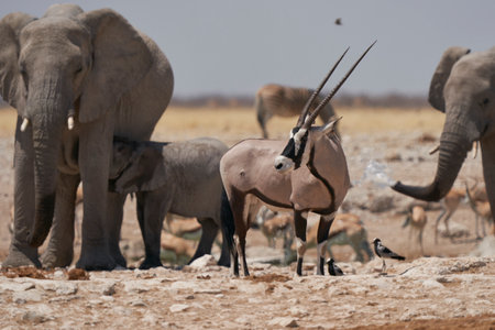 Gemsbok (Oryx gazella) at a waterhole crowded with elephant and other animals in Etosha National Park, Namibiaの写真素材