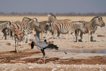 Secretarybird (Sagittarius serpentarius) walking across arid ground at a waterhole in Etosha National Park, Namibiaの写真素材