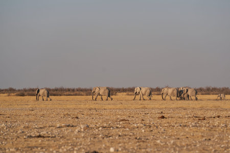 Elephants in the Etosha National Park, Namibiaの写真素材