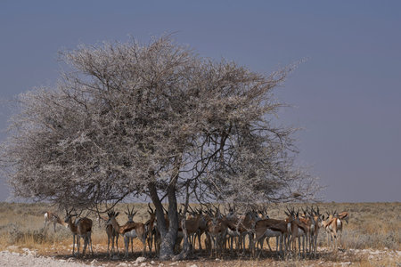 Large group of Springok (Antidorcas marsupialis) sheltering from the mid day under a tree at a waterhole in Etosha National Park, Namibiaの写真素材