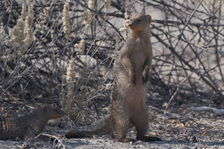 Black-veined mongoose (Spermophilus capensis) in Namibiaの写真素材