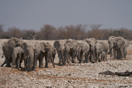 African Elephant (Loxodonta africana) approaching a waterhole in Etosha National Park, Namibiaの写真素材
