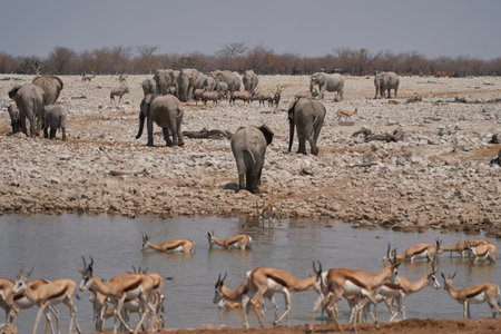 African elephants (Loxodonta africana) at a crowded waterhole in Etosha National Park, Namibiaの写真素材
