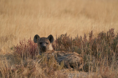 Spotted Hyaena (Crocuta crocuta) resting amongst the vegetation in Etosha National Park, Namibiaの写真素材