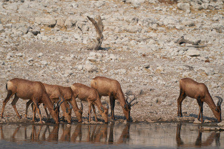 Red Hartebeest at a waterhole in Etosha National Park, Namibiaの写真素材