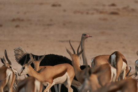 Springok (Antidorcas marsupialis) at a crowded waterhole in Etosha National Park, Namibiaの写真素材