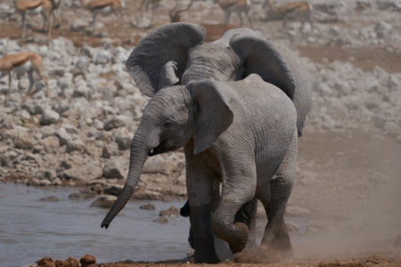 Young African Elephant (Loxodonta africana) at a waterhole in Etosha National Park, Namibiaの写真素材