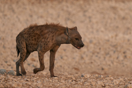 Spotted Hyaena (Crocuta crocuta) at a waterhole in Etosha National Park, Namibiaの写真素材