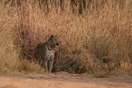 Leopard (Panthera pardus) stalking prey in Okonjima Nature Reserve, Namibia