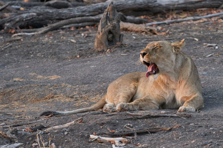 Female African Lion (Panthera Leo) resting before heading off to hunt as dusk approaches in Ongava Game Reserve, Namibiaの写真素材