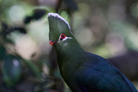 Livingstones Turaco (Tauraco livingstonii). Colourful bird with green plumage, a distinctive red circle around the eyes and white tipped feathers forming large crest on its head. Western Cape, South Africa.の写真素材