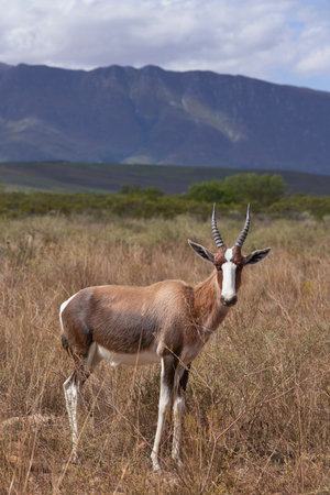 Wild Antelope in Africaの写真素材