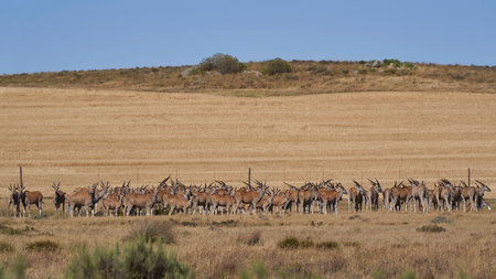 Gemsbok, Oryx gazella, herd of gemsbokの写真素材